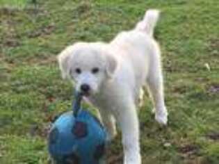 Great Pyrenees Puppy for sale in Poulsbo, WA, USA