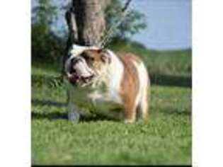 Bulldog Puppy for sale in Waterville, MN, USA