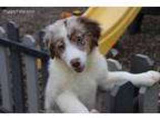 Australian Shepherd Puppy for sale in Fresno, OH, USA