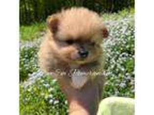 Pomeranian Puppy for sale in New Albany, IN, USA