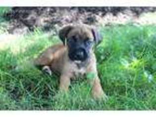 Mastiff Puppy for sale in Sugarcreek, OH, USA