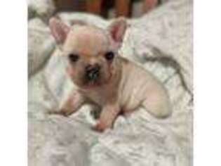 French Bulldog Puppy for sale in Lima, NY, USA