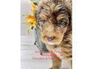 Mutt Puppy for sale in Whitewright, TX, USA