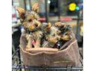 Yorkshire Terrier Puppy for sale in Simi Valley, CA, USA
