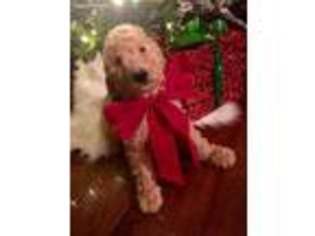 Goldendoodle Puppy for sale in South Holland, IL, USA