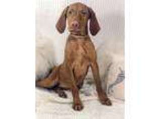 Vizsla Puppy for sale in Clarion, PA, USA