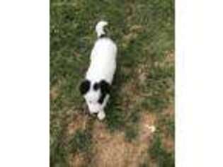 Border Collie Puppy for sale in Centerburg, OH, USA