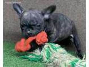 French Bulldog Puppy for sale in Minford, OH, USA