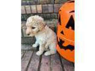 Goldendoodle Puppy for sale in Fort Payne, AL, USA