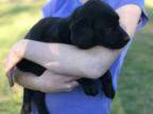 Labrador Retriever Puppy for sale in Charlotte, TN, USA