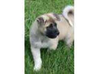 Akita Puppy for sale in Great Falls, MT, USA