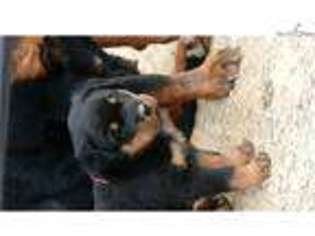 Rottweiler Puppy for sale in Saint Louis, MO, USA