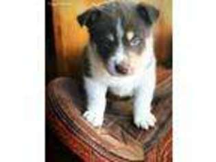 Mutt Puppy for sale in Rockport, IL, USA