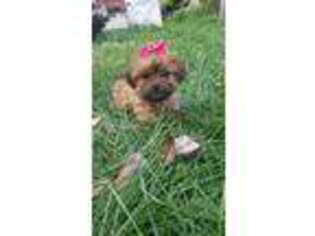Shorkie Tzu Puppy for sale in Newcomerstown, OH, USA