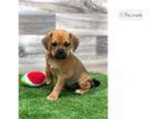 Puggle Puppy for sale in Fort Wayne, IN, USA