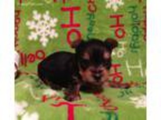 Yorkshire Terrier Puppy for sale in Alliance, OH, USA