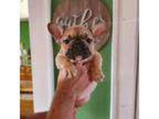 French Bulldog Puppy for sale in Galax, VA, USA