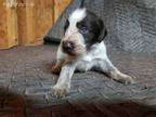 German Wirehaired Pointer Puppy for sale in Irwin, OH, USA