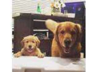 Golden Retriever Puppy for sale in Tomball, TX, USA