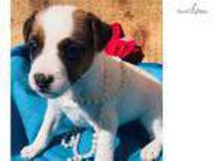 Jack Russell Terrier Puppy for sale in Tulsa, OK, USA