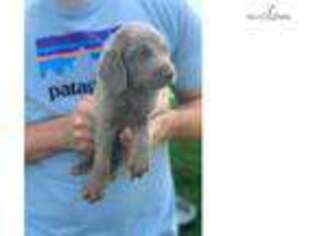 Weimaraner Puppy for sale in Sioux City, IA, USA