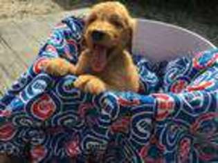 Goldendoodle Puppy for sale in Oakwood, IL, USA