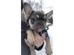 French Bulldog Puppy for sale in Plattsburgh, NY, USA