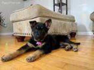 German Shepherd Dog Puppy for sale in Burnt Hills, NY, USA