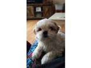 Mutt Puppy for sale in Little Falls, MN, USA