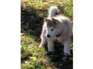 Alaskan Malamute Puppy for sale in Grand Junction, CO, USA
