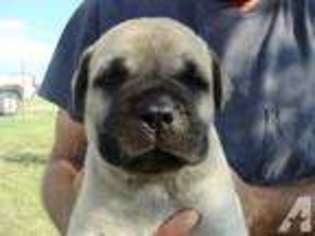 Bullmastiff Puppy for sale in BESSIE, OK, USA