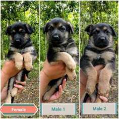 German Shepherd Dog Puppy for sale in Charleston, SC, USA