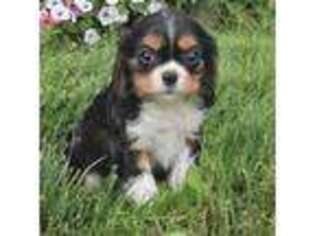 Cavalier King Charles Spaniel Puppy for sale in Bristol, VA, USA