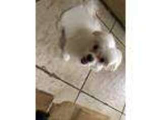 Maltese Puppy for sale in Punta Gorda, FL, USA