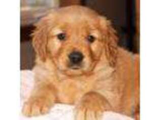 Golden Retriever Puppy for sale in Rexburg, ID, USA