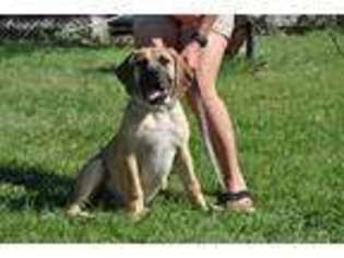 Boerboel Puppy for sale in Frankston, TX, USA