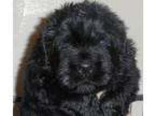 Black Russian Terrier Puppy for sale in Aurora, CO, USA