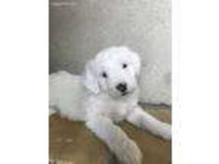 Old English Sheepdog Puppy for sale in Provo, UT, USA