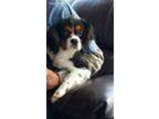 Cavalier King Charles Spaniel Puppy for sale in Hohenwald, TN, USA
