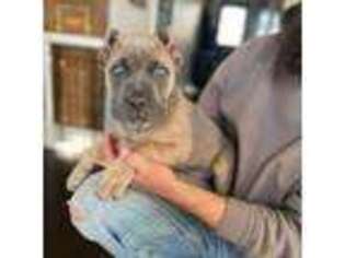 Cane Corso Puppy for sale in Beaver Crossing, NE, USA