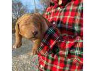 Goldendoodle Puppy for sale in De Kalb, TX, USA