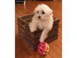 Maltese Puppy for sale in Pittsfield, NH, USA