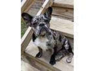 Boston Terrier Puppy for sale in Jacksonville, NC, USA