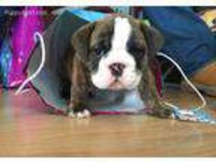 Bulldog Puppy for sale in Saint Peters, MO, USA