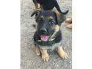 German Shepherd Dog Puppy for sale in Aztec, NM, USA