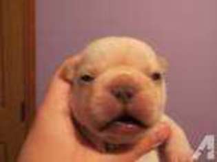 French Bulldog Puppy for sale in TEMPERANCE, MI, USA