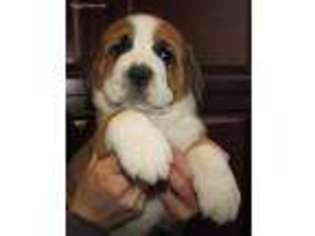 Greater Swiss Mountain Dog Puppy for sale in Lowville, NY, USA