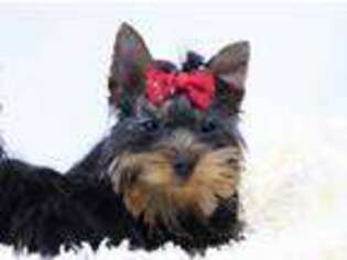 Yorkshire Terrier Puppy for sale in Natick, MA, USA