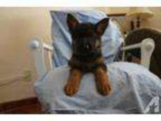 German Shepherd Dog Puppy for sale in PINON HILLS, CA, USA