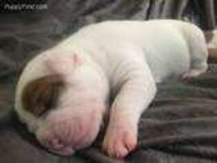 Olde English Bulldogge Puppy for sale in Batavia, IL, USA